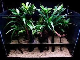 Mangrove Forest 245l Brackish Riparium Mangrove Forest Aquascape Fresh Water