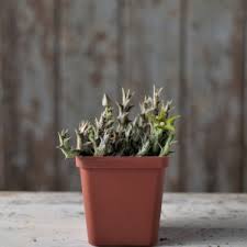 Image result for Huernia volkartii
