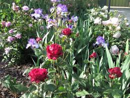 In small gardens/borders, shrubs and roses planted in groups of three is common, unless they're larger specimens, where one by itself is fine. Companion Planting Rose Society Of South Australia