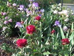 Gardening australia 2021gardening australia provides practical, realistic, and credible horticultural and intersectional peonies also include plants with more unusual apricot and purple shades. Companion Planting Rose Society Of South Australia