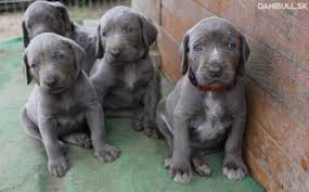 Image result for slovenský ohař hrubosrstý