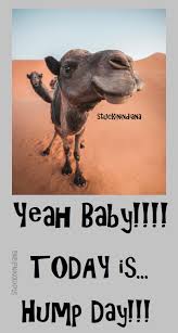 Check spelling or type a new query. Yeah Baby Today Is Hump Day Hump Day Humor Funny Hump Day Memes Hump Day Quotes
