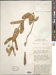 Image result for Pachycarpus firmus