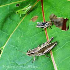 They on crops and chew away at them, leaving do this repeatedly until there are no more grasshoppers in sight! Qyurr6tiksfojm