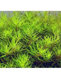 Image result for Limnophila fluviatilis