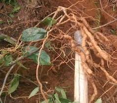 Image result for Morinda lucida