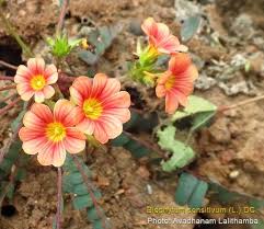 Image result for Biophytum crassipes