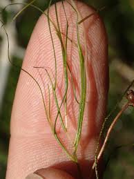 Image result for Stuckenia