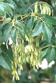 Maybe you would like to learn more about one of these? White Ash Department Of Horticulture
