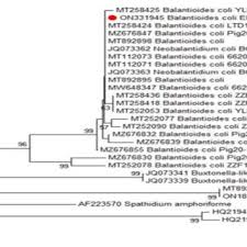 Image result for Balantoides Coli