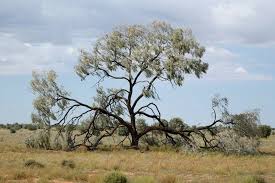 Image result for Acacia borleae