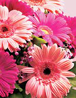 The Complete Rose Color Meanings Guide Proflowers Rose Color Meanings Most Popular Flowers Gerbera Daisy