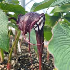 Image result for Arisaema