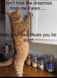 Bugteeth Cat Jokes Karen Memes Funny Animal Memes
