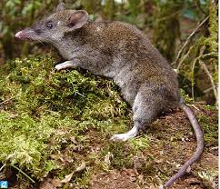 Image result for Rhynchotropis