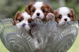 Find Cavalier King Charles Spaniel Puppies And Breeders Near King Charles Cavalier Spaniel Puppy Cocker Spaniel Puppies King Charles Cavalier King Charles Dog