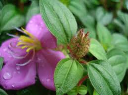 Image result for Dissotis alata