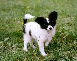 Papillon Dog Breed Information