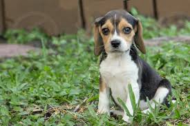 Tricolor (white, black and brown) is common, or a combination of white and yellow. Beagle Pup Sitting Up Puppy Dogs Animals Cute Adorable Black Brown White Seated Outdoors Outside No People By Andrea Reategui Photo Stock Snapwire