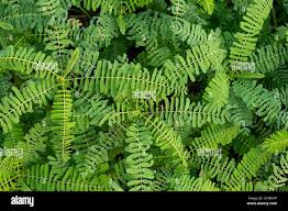 Image result for Sesbania sesban