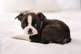 See more ideas about boston terrier, terrier, boston terrier love. A Boston Terrier Puppy Curled Up On A Bed By Alison Winterroth Boston Terrier Puppy