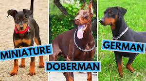 It is important to screen the source of your dogs if you are on a limited budget. Doberman Pinscher Vs Miniature Pinscher Vs German Pinscher Youtube