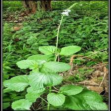 Image result for Buchnera leptostachya