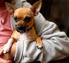 We did not find results for: All About Chihuahua Dogs Lovetoknow