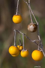 Image result for Solanum linneanum