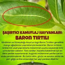 Sasirtici Kamuflaj Hayvanlari Baron Tirtili Hindistan Ve Guneydogu Asya Ya Ozgu Baron Tirtillari Genellikle Mango Agaclarinin Yapraklari Baron Kamuflaj Yaprak