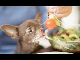 How much to feed, when and proper feeding schedule. Homemade Dog Food For Chihuahua Youtube