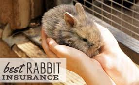 Check spelling or type a new query. Best Rabbit Insurance Hop Your Bunny Into Coverage Today Caninejournal Com