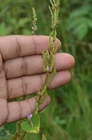 Image result for Polhillides velutina