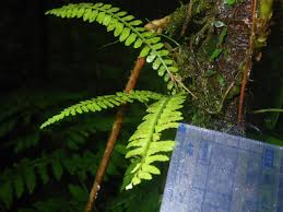 Image result for Asplenium erectum