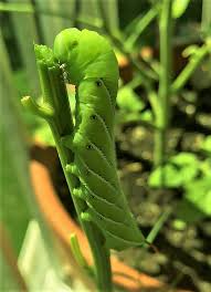 This large green caterpillar has a voracious appetite and eats constantly, so they grow very large very quickly. Be Vigilant To Keep Tomato Plants Free From Hornworms Brigantine Pressofatlanticcity Com