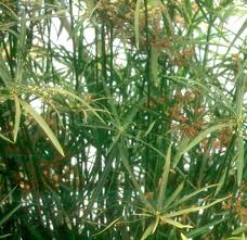 Image result for Cyperus amabilis