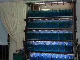 Betta fish breeding tank setup (buying step 3: Discus Multiple Tank Setup Google Search Aquarium Aquarios