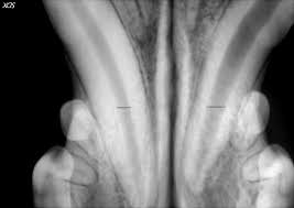 The carina is an important landmark when assessing nasogastric (ng) tube placement, as the ng. Radiography With Dental X Ray Denver Area Veterinary Dental Specialist
