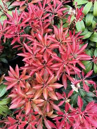 Image result for Pieris