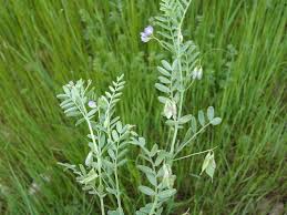 Image result for Lens culinaris