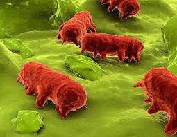 Die salmonellose ist eine lebensmittelvergiftung, hervorgerufen durch bakterien der gattung salmonella. Hygiene Office Decrypte La Salmonellose Pour Vous Hygiene Office