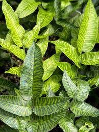 Image result for Coniogramme