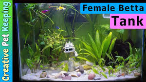 Starting A Female Betta Sorority Tank With Guppies Youtube