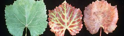 Image result for Grapevine leafroll virus