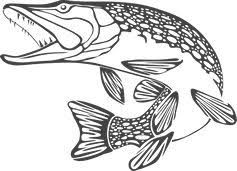 Image From Http 3 Bp Blogspot Com Kxbomm8j59o Up7bcc7n4bi Aaaaaaaaeme En41x35qzmw S253 Pike Export Png Fish Silhouette Pike Art Fish Drawings