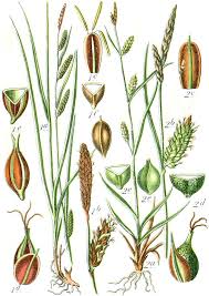 Image result for Digitaria appropinquata