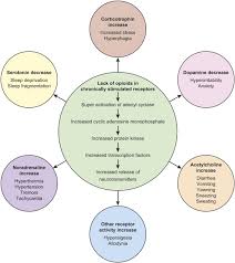 Neonatal Abstinence Syndrome American Academy Of Pediatrics