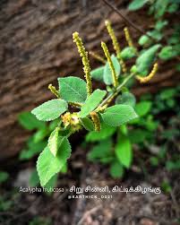 Image result for Acalypha fruticosa