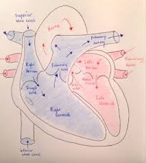 We did not find results for: Circulatory System Blood Flow Pathway Through The Heart Moosmosis