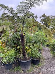 Image result for Cyathea manniana
